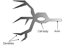 Model ของ Neuron ในสมอง